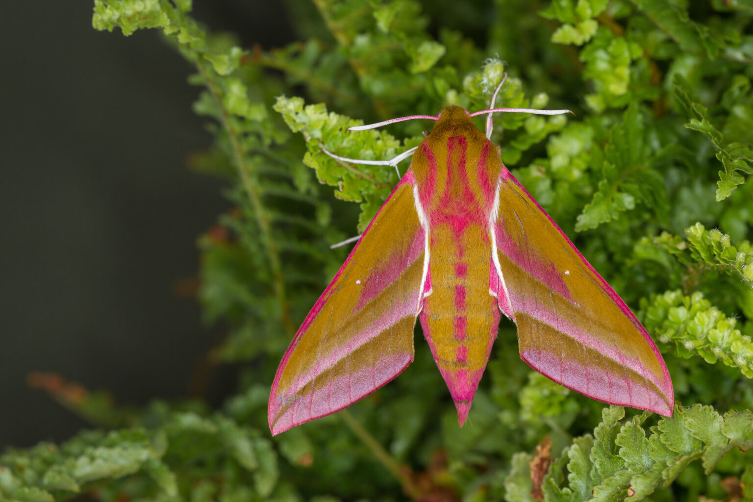 A brand new Hawk Moth — Life in a Southern Forest