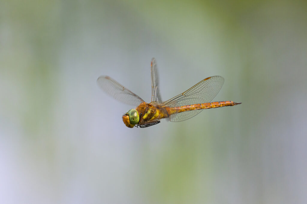 Norfolk Insects Wilderness Reserve : Luxury Holiday Cottages to Rent in Suffolk
